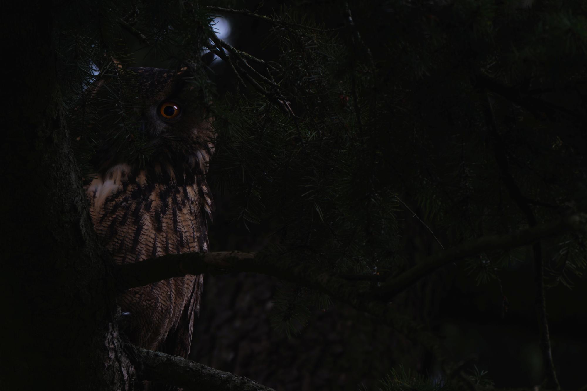 Hibou Grand Duc