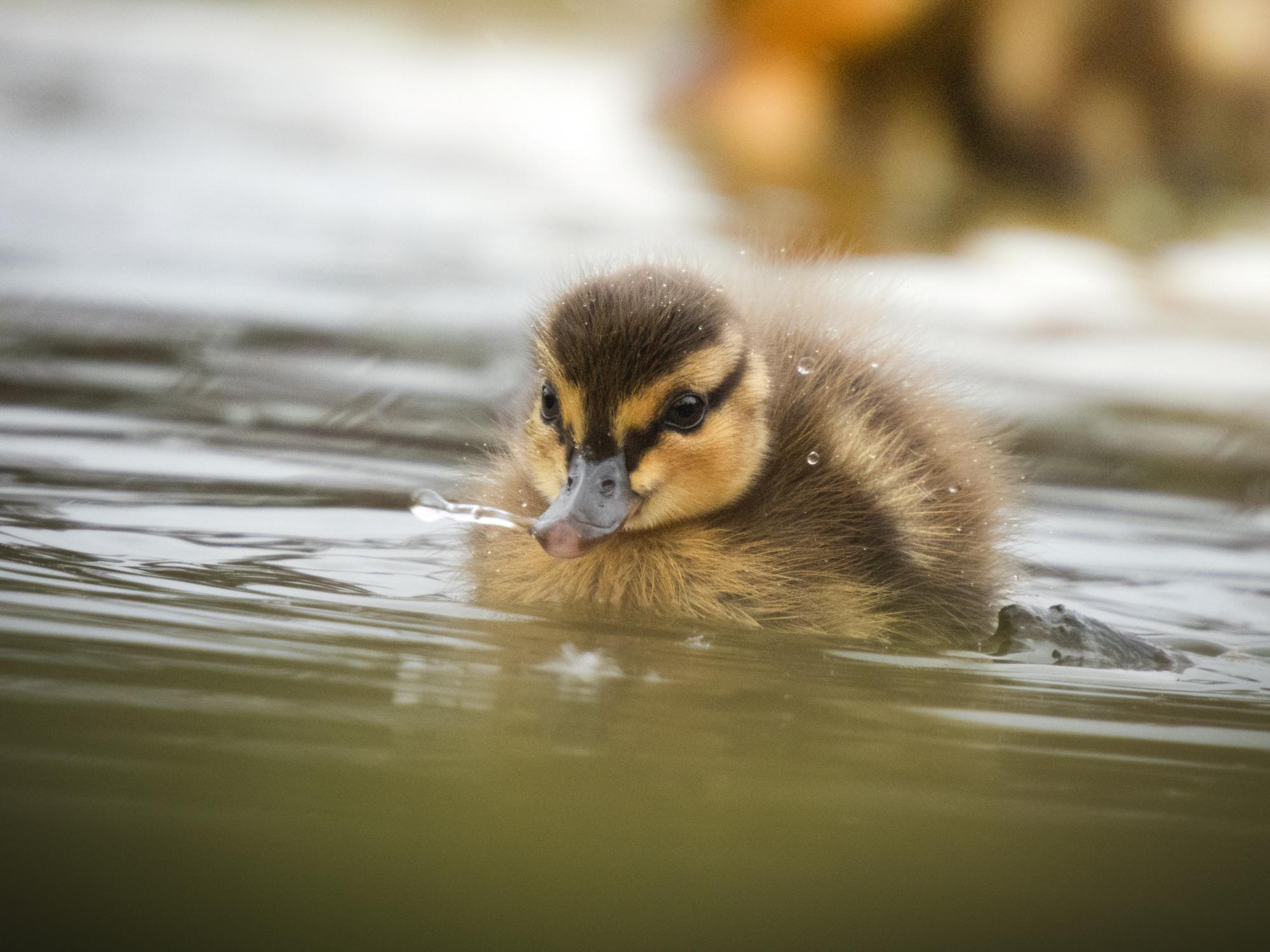 Canard-Colvert