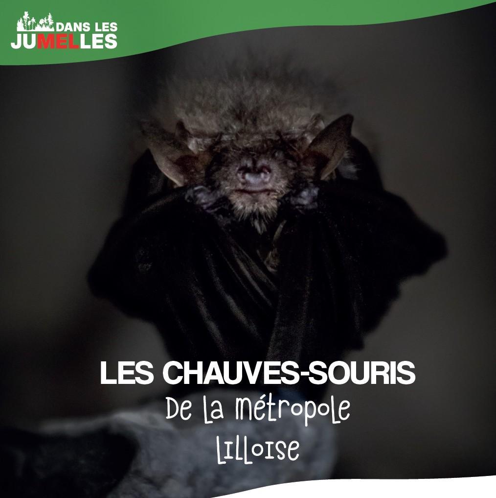 Les chauves-souris