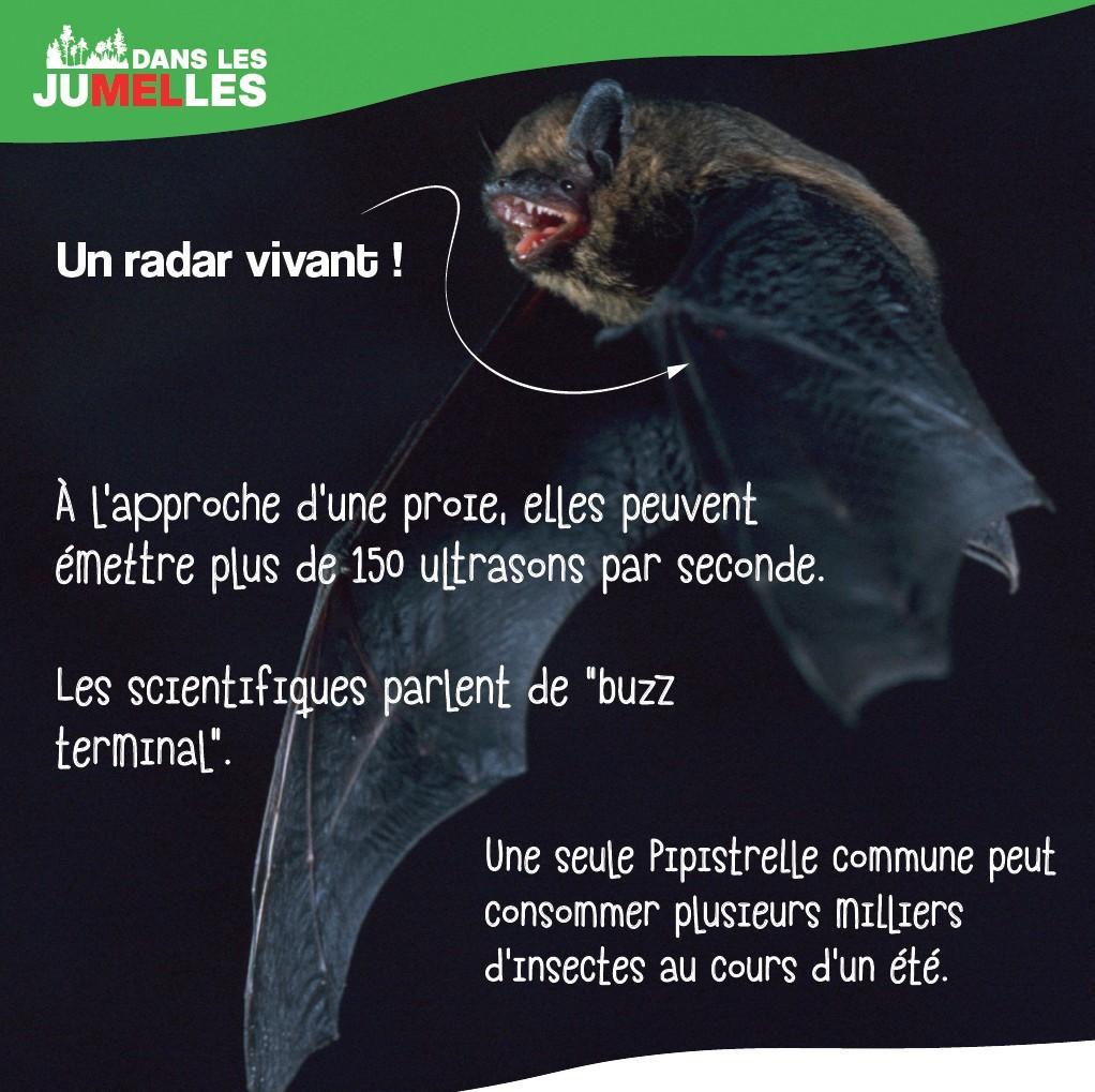 Les Chauves-souris