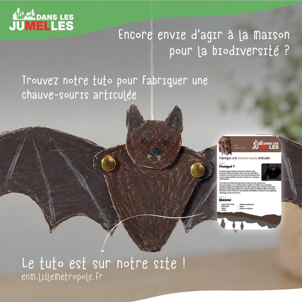 Les Chauves-souris