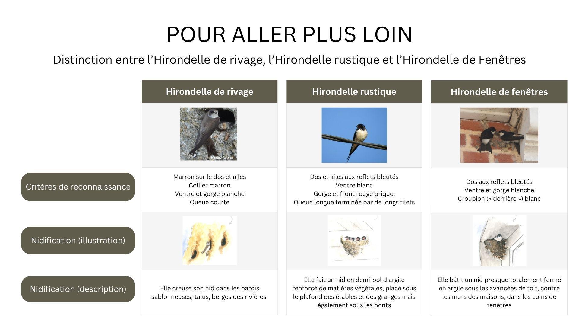 Tableau comparatif des hirondelles