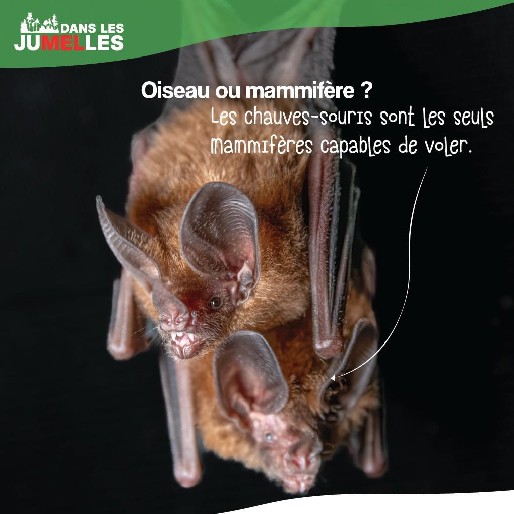 Les Chauves-souris