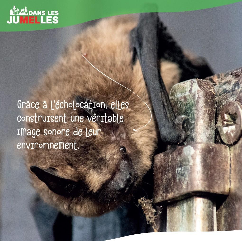 Les Chauves-souris