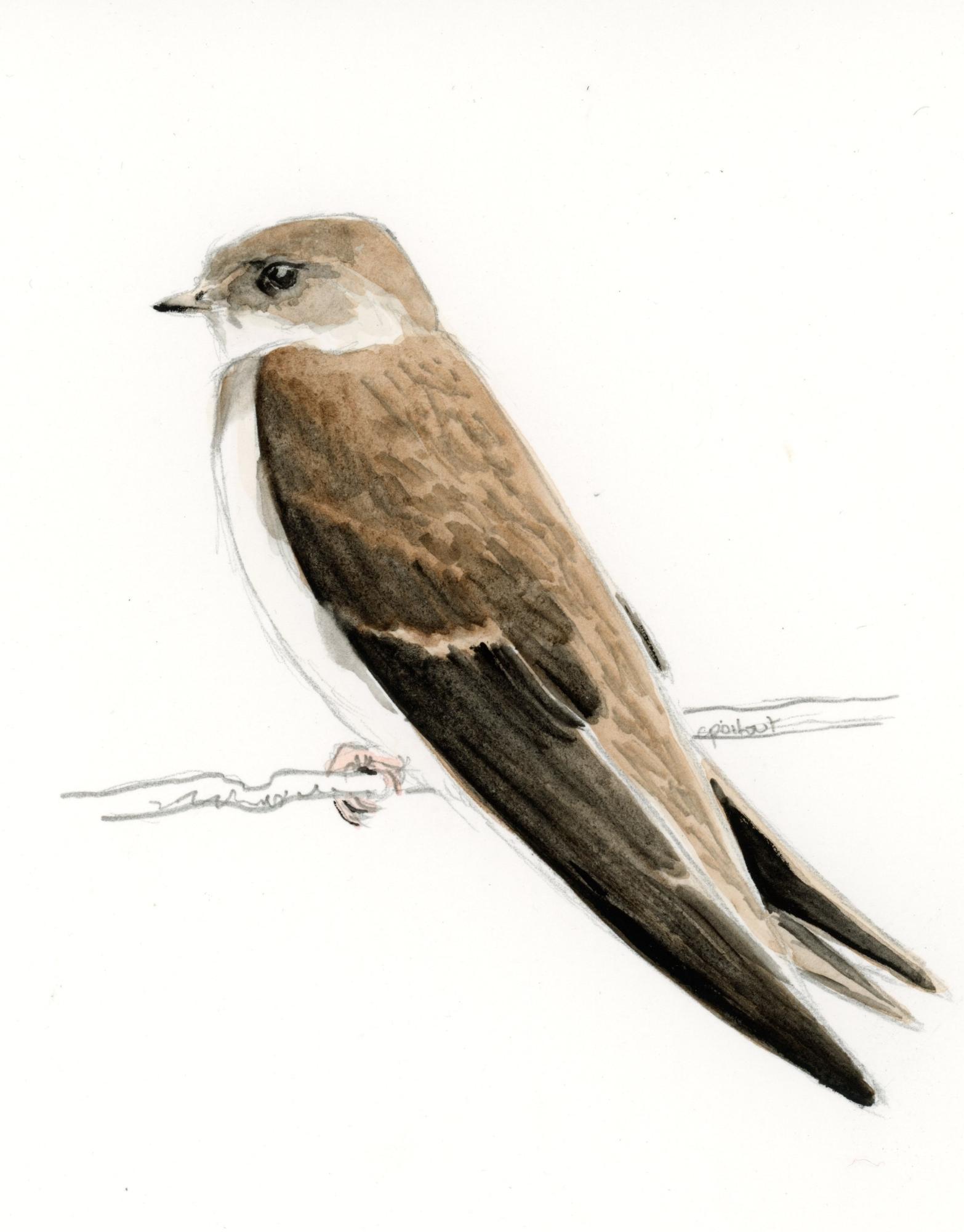 Hirondelle de rivage