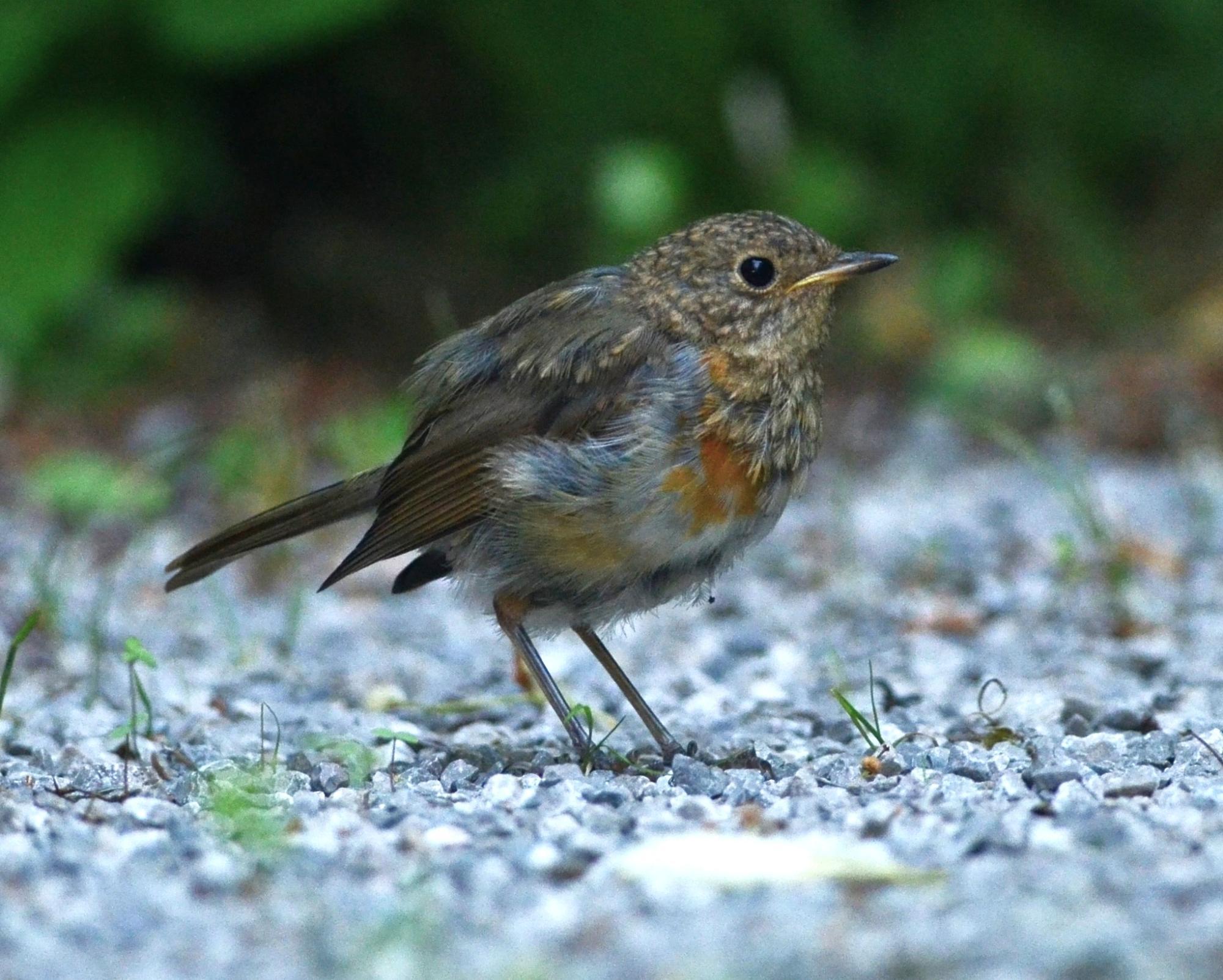 Jeune Rougegorge familier en train d’acquérir son plumage adulte 