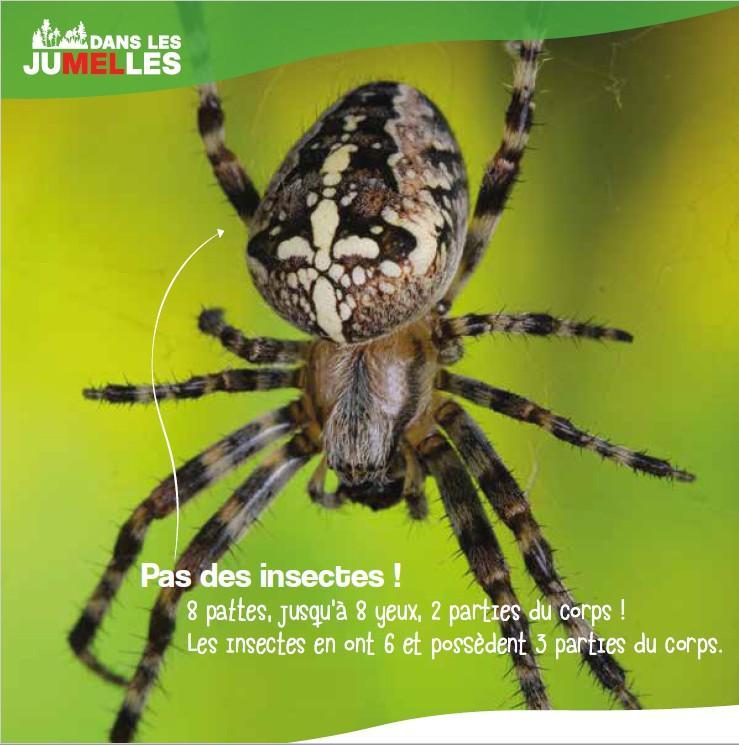 araignée