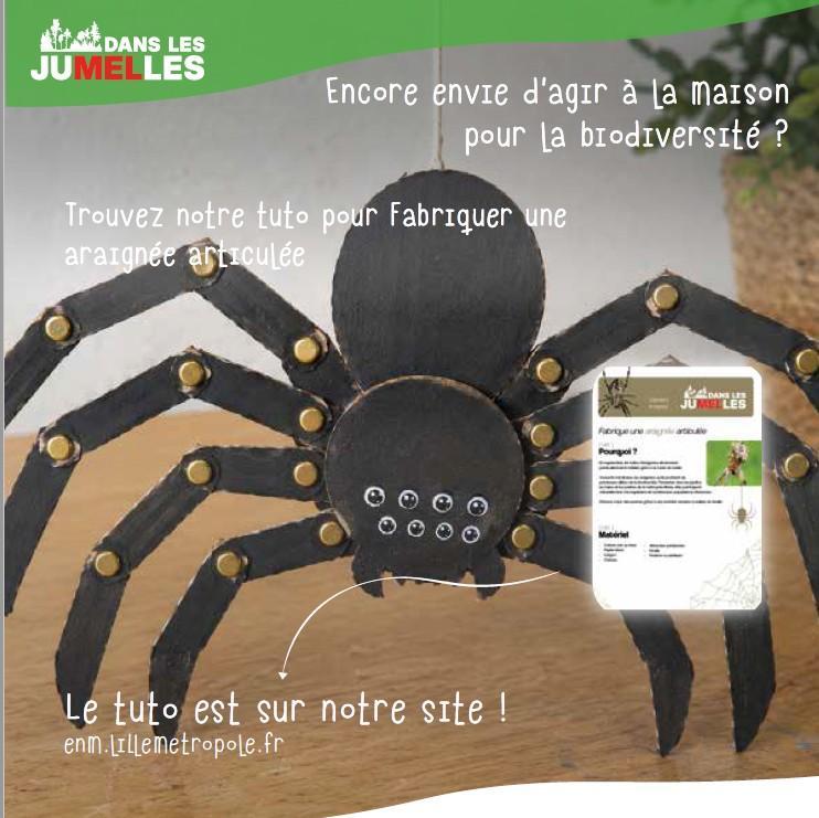 araignée