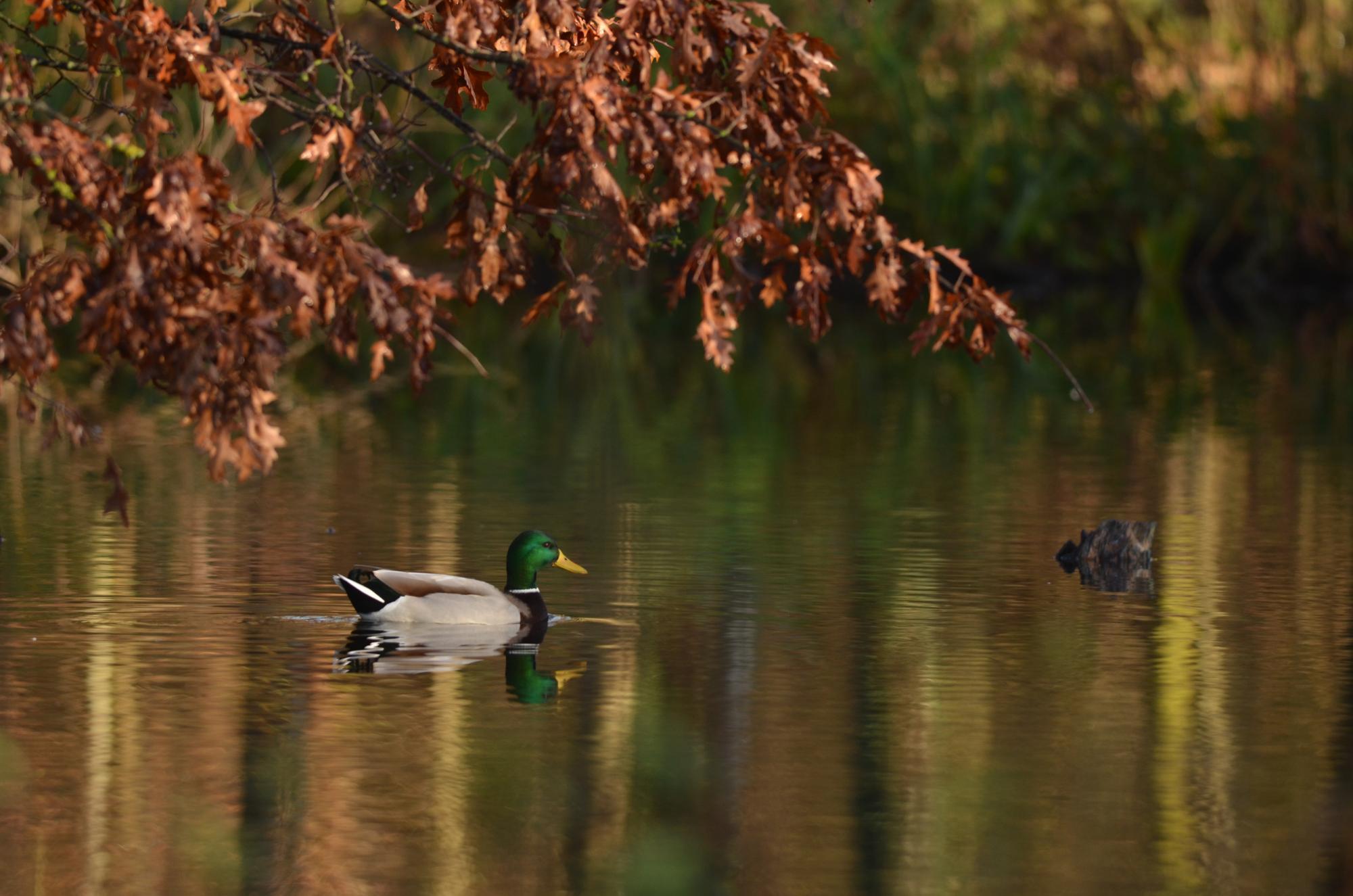 Canard colvert en plumage nuptial 