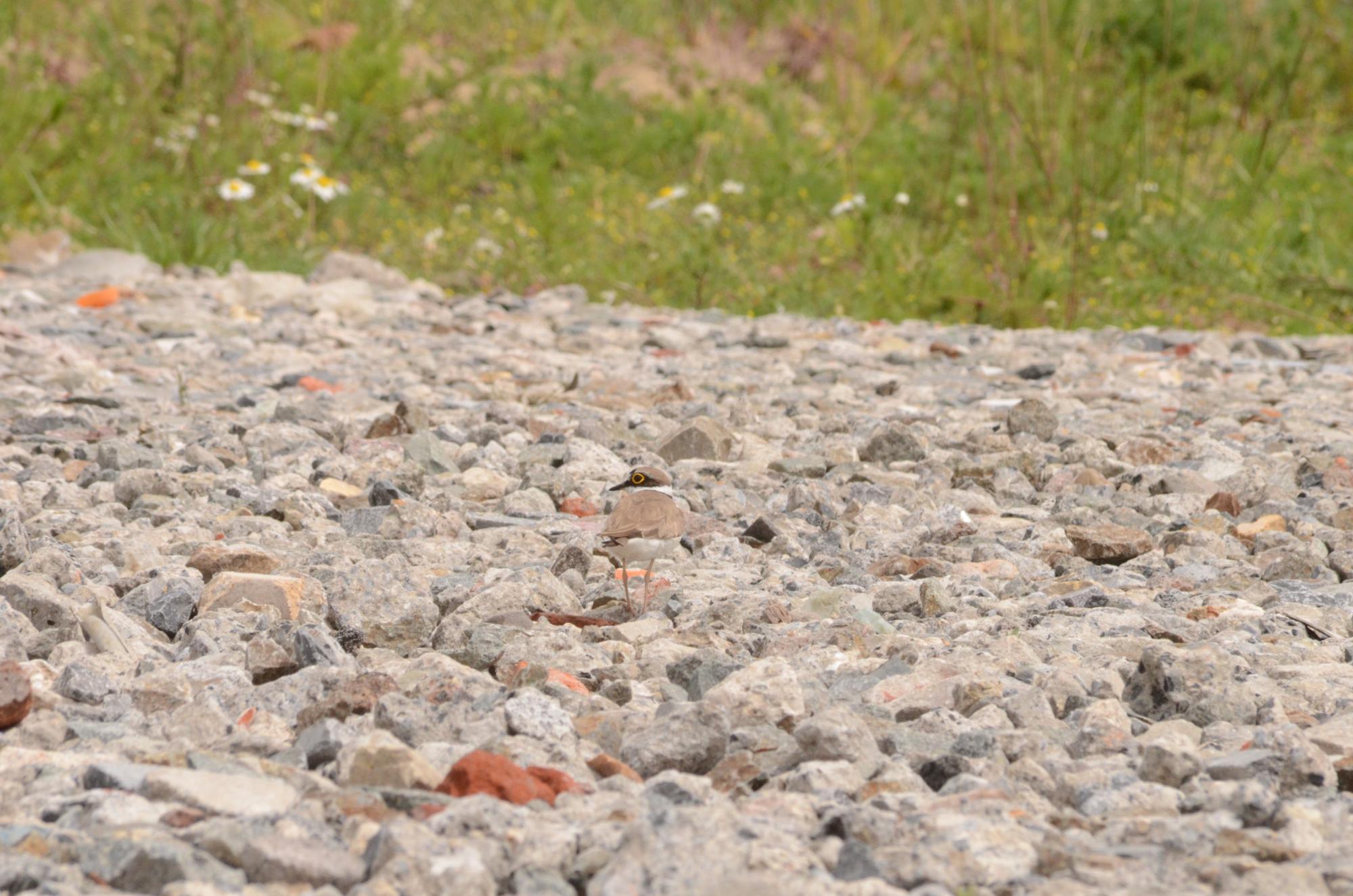 Le camouflage parfait du Petit Gravelot 