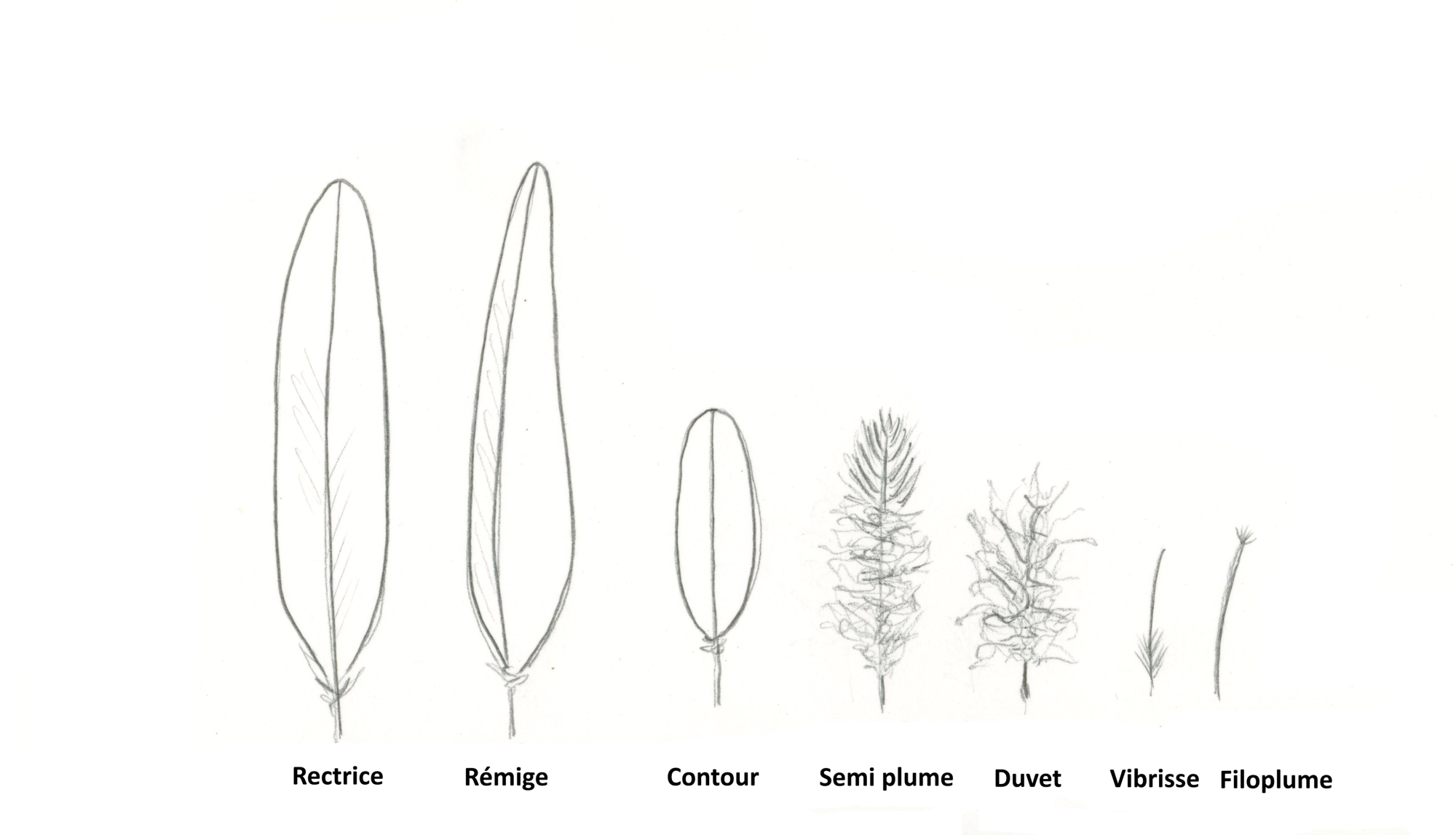 Les différents types de plumes
