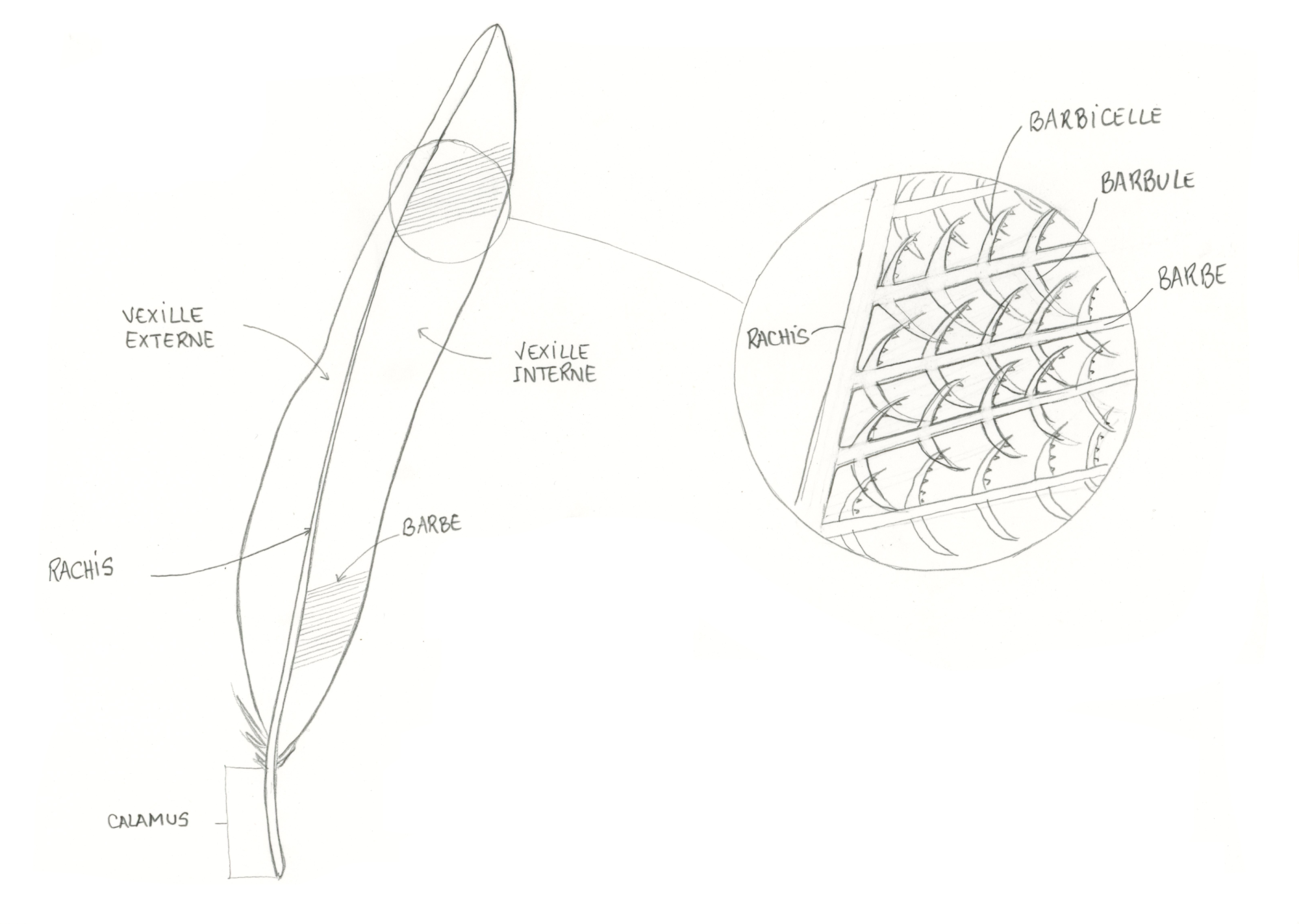 Structure de la plume
