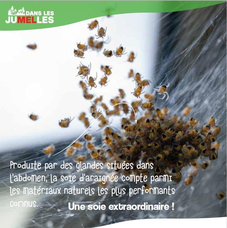 araignée