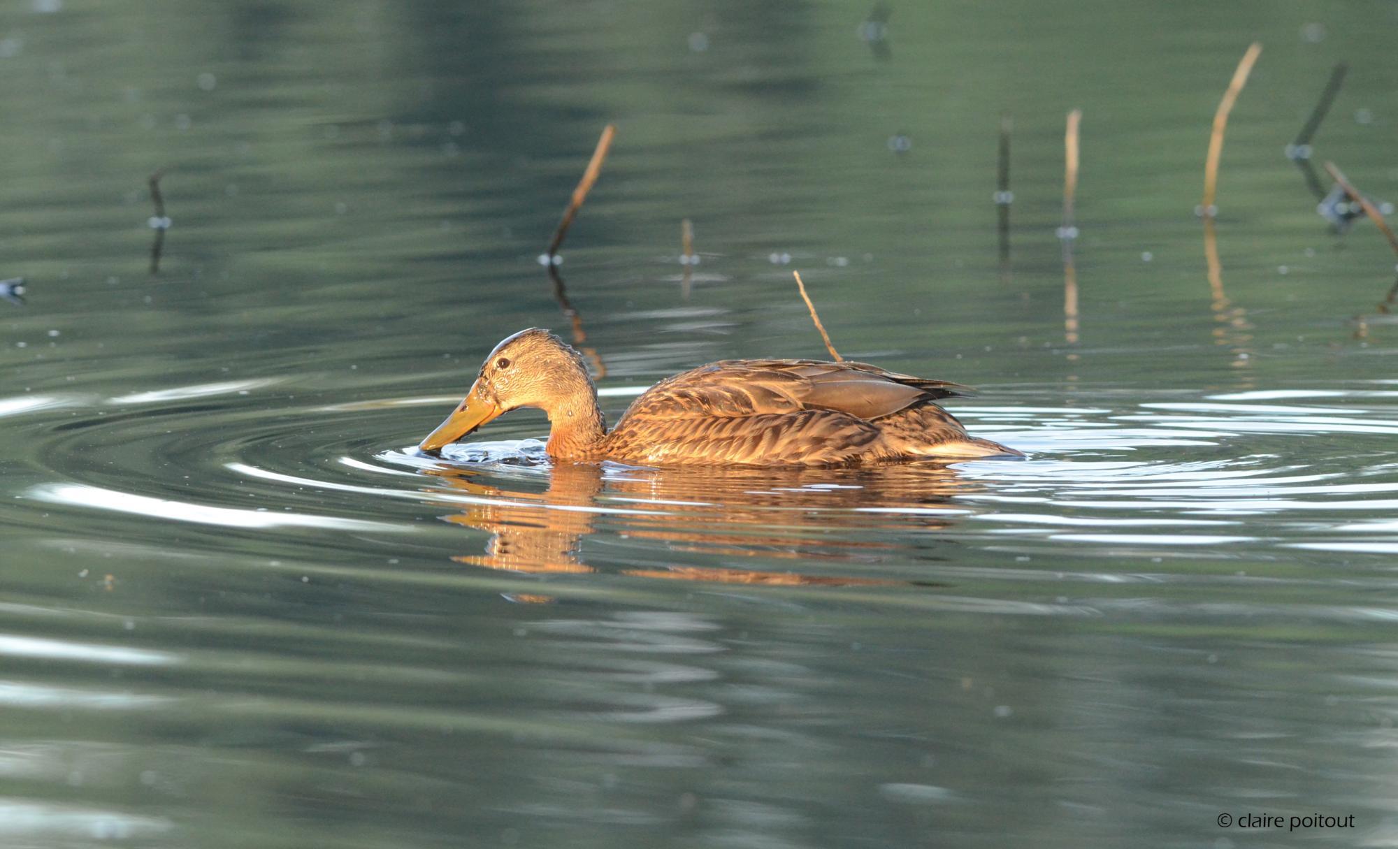 Canard colvert en plumage inter-nuptial à droite - dit «éclipse»